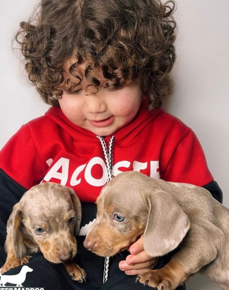 canil-filhotes-maddog-filhotes-dachshund-depoimentos-clientes- (8) canil-filhotes-maddog-filhotes-dachshund-depoimentos-clientes- (8)